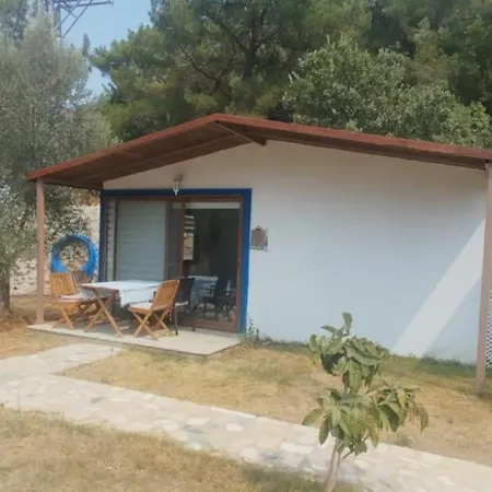 Artolive Datca-2